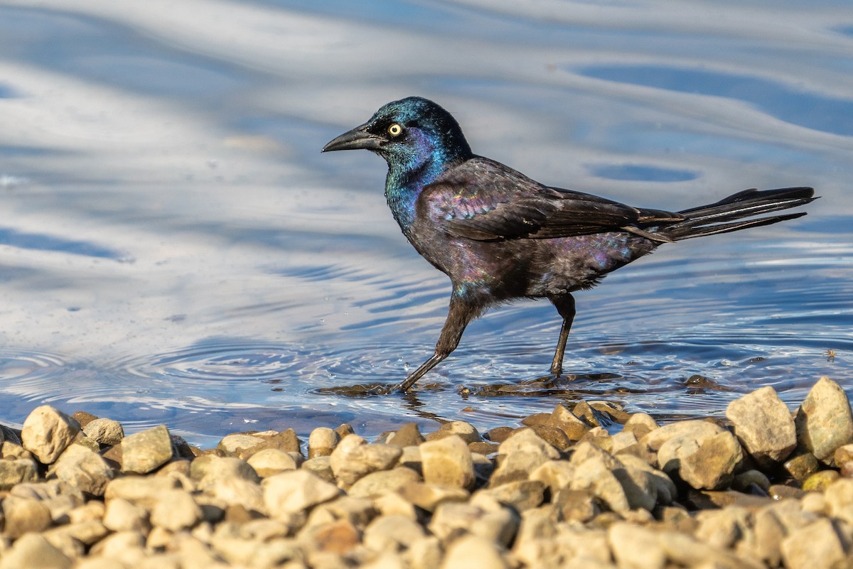 Common Grackle - Bill Wood