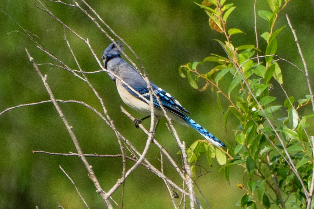 Blue Jay - ML618342110