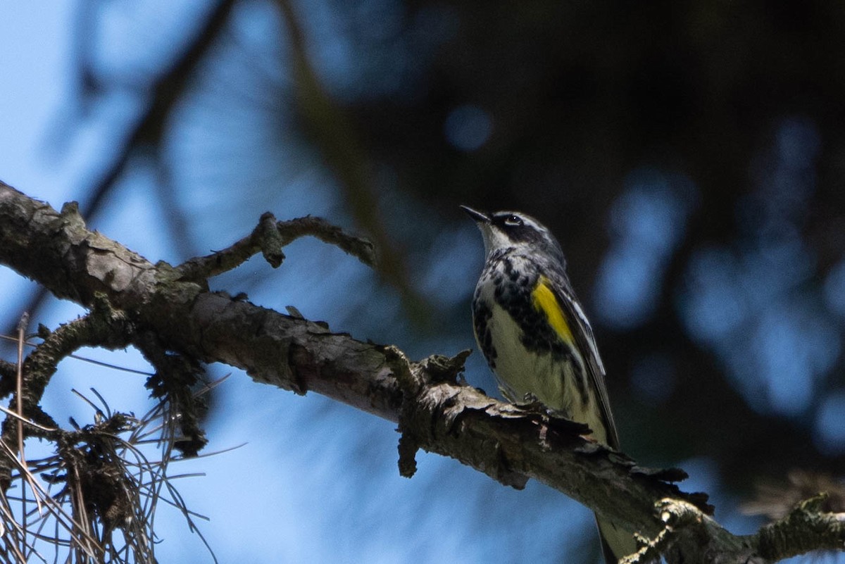 Yellow-rumped Warbler - Andrea Heine