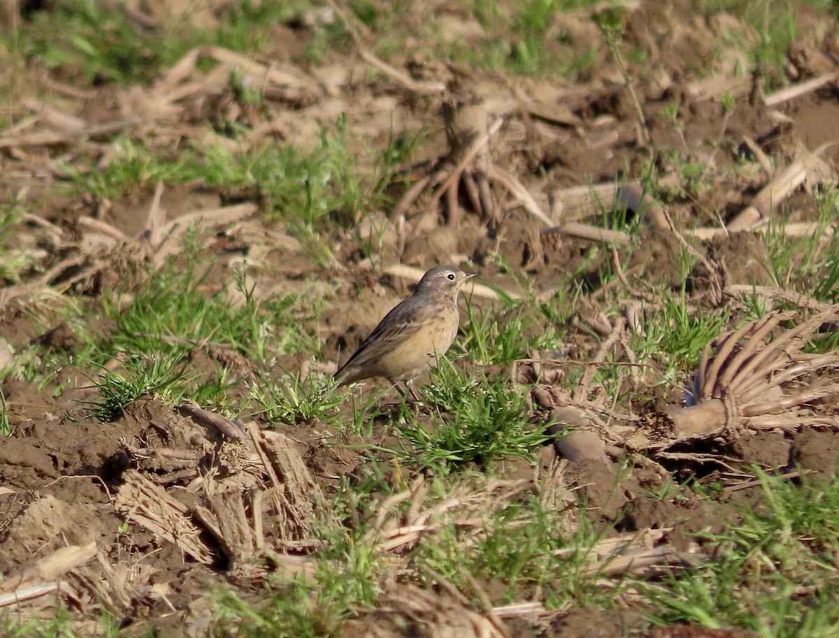 American Pipit - ML618342132