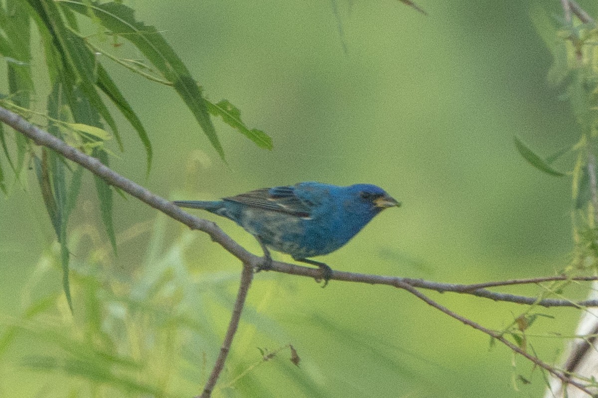 Indigo Bunting - Hoiman Low