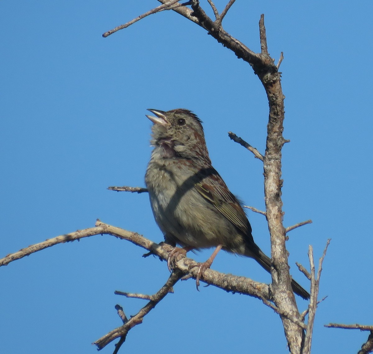 Bachman's Sparrow - ML618342147