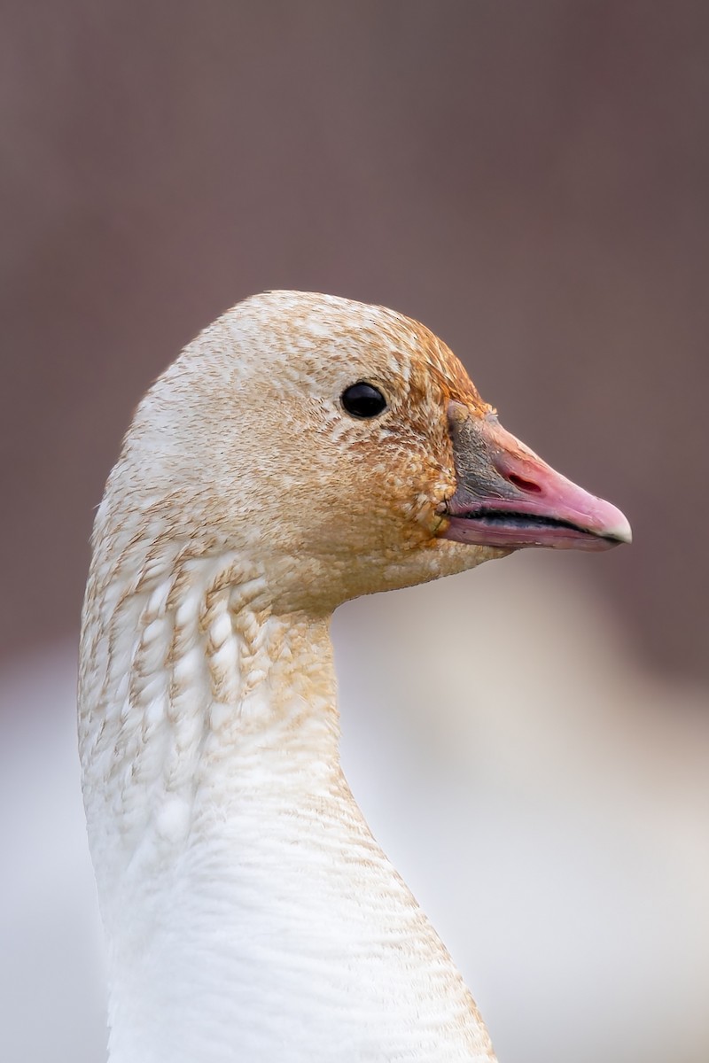 Snow x Ross's Goose (hybrid) - Frédérick Lelièvre