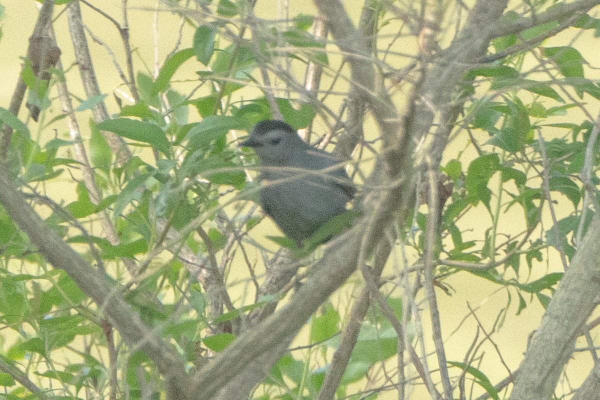 Gray Catbird - Hoiman Low