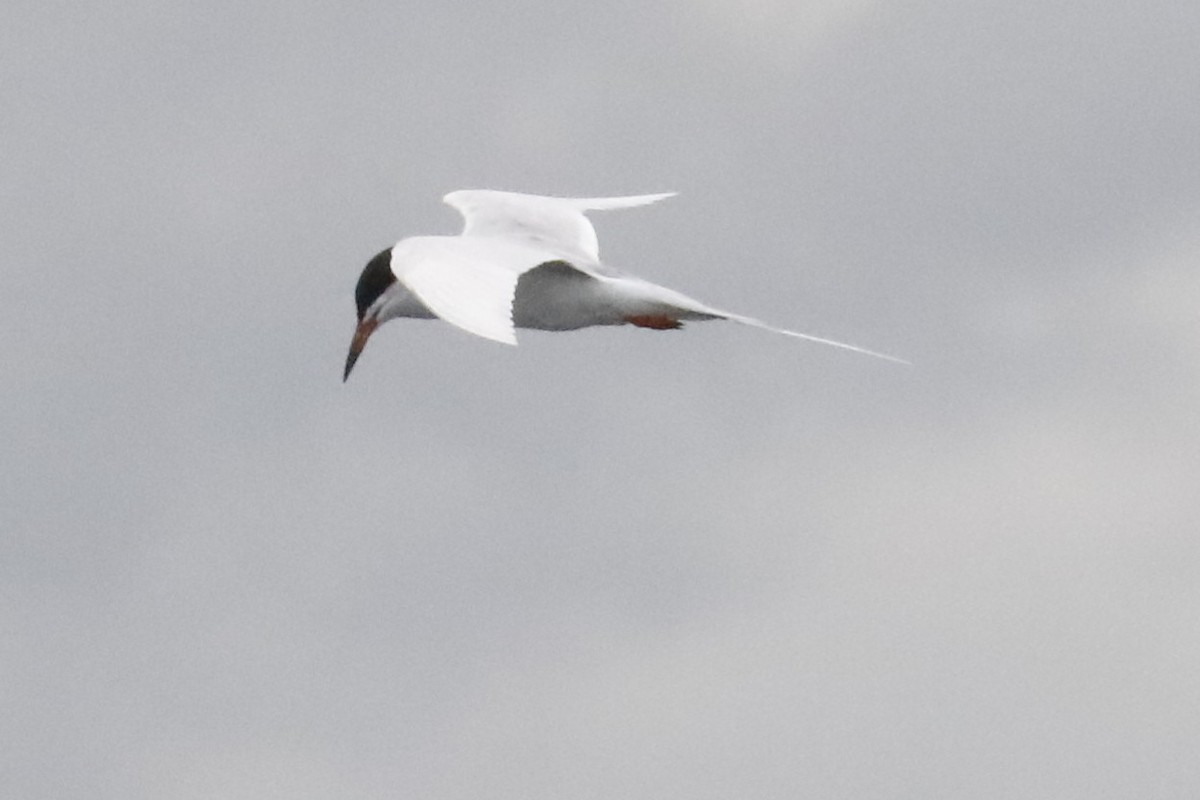 Forster's Tern - ML618342160