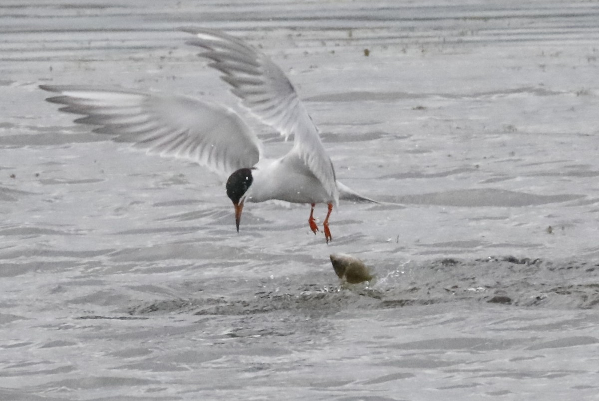 Forster's Tern - Carol Weston