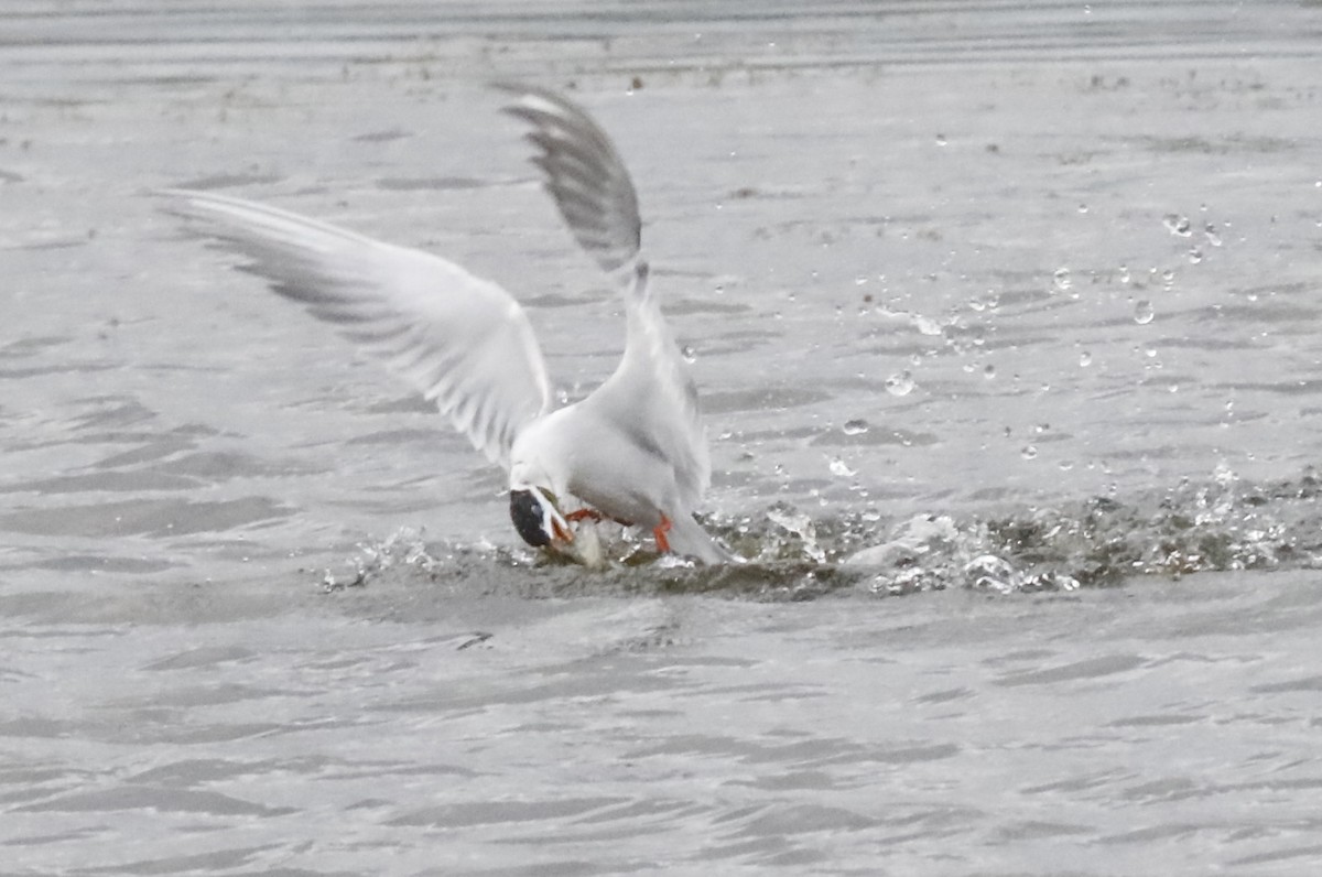 Forster's Tern - ML618342163