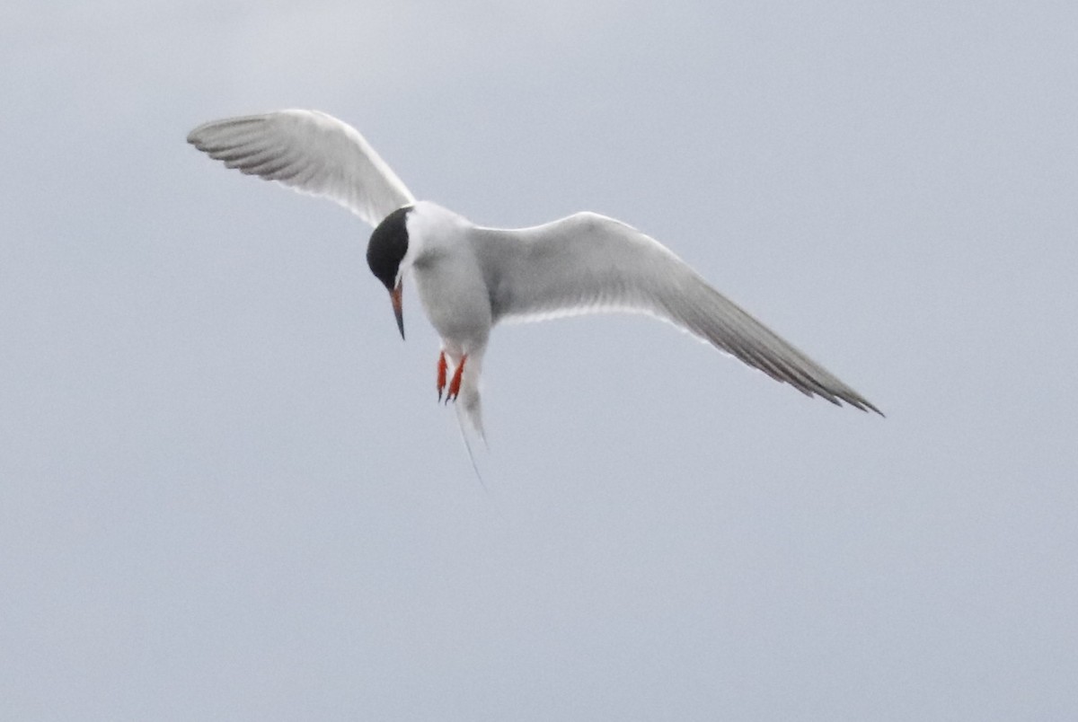 Forster's Tern - ML618342164