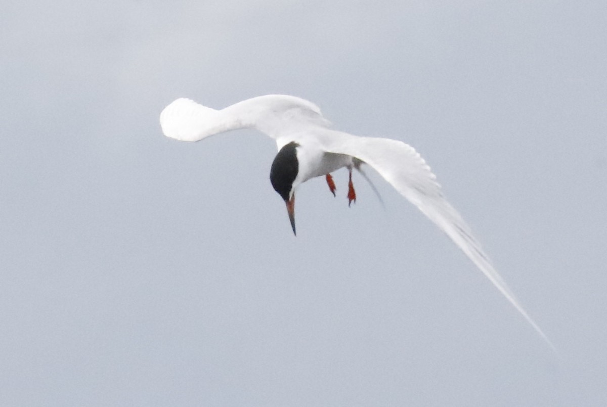 Forster's Tern - ML618342166