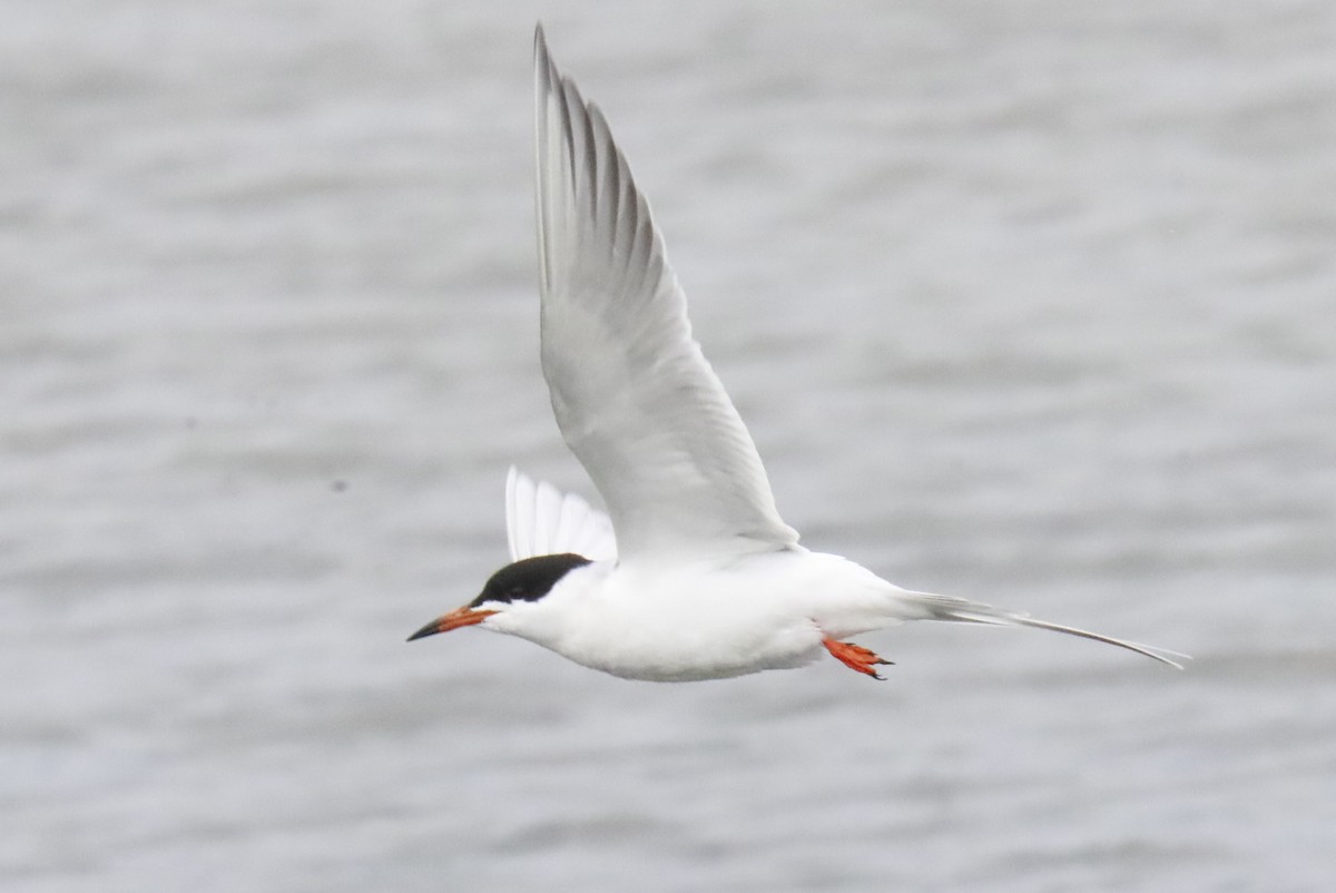 Forster's Tern - ML618342168