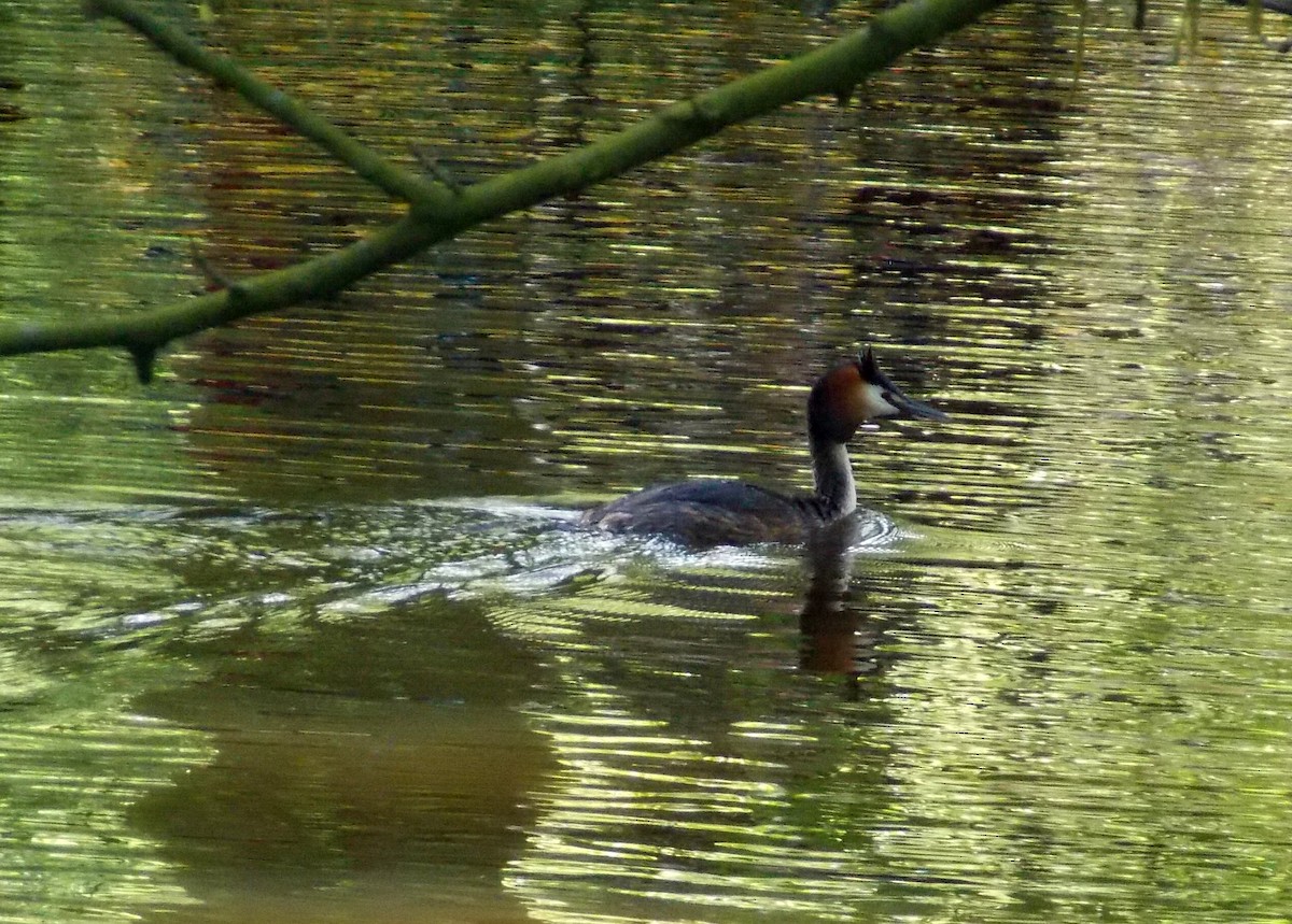 Great Crested Grebe - Renee Goodhue