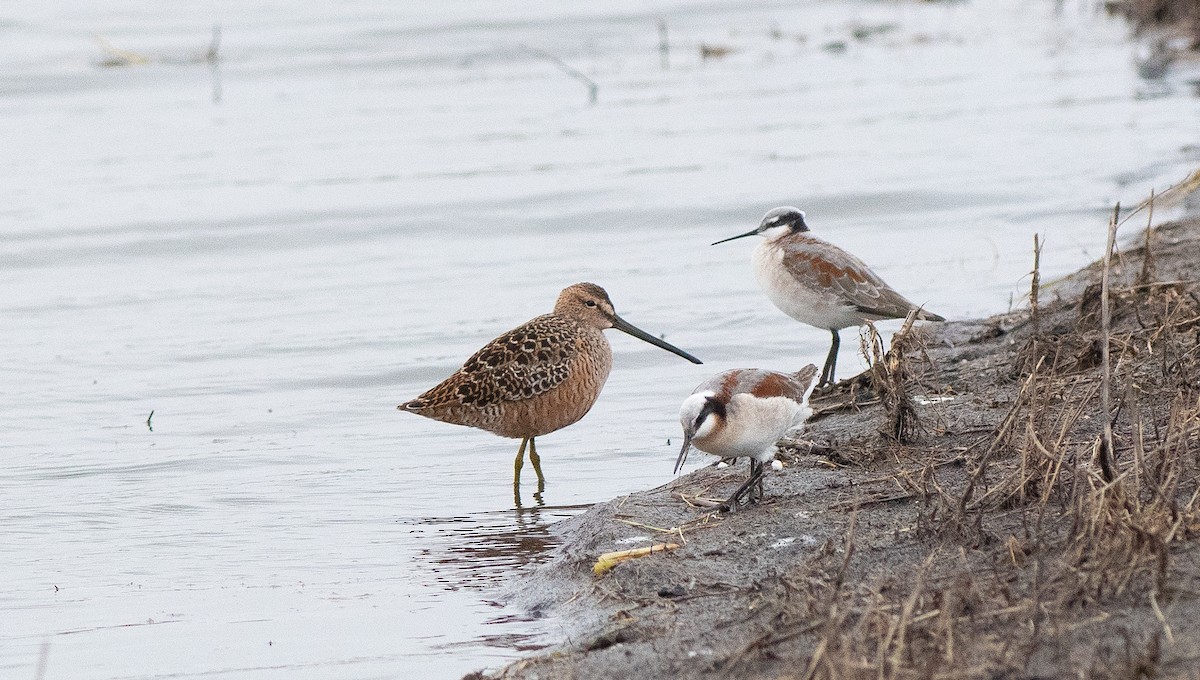 Long-billed Dowitcher - ML618342182