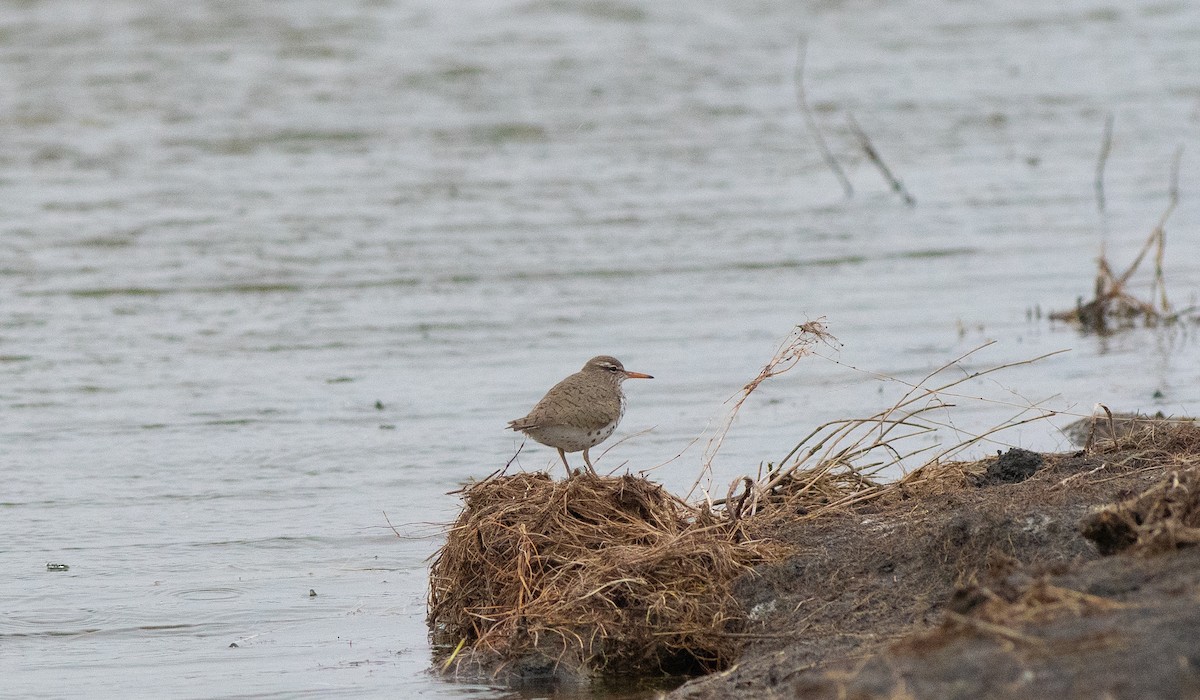 Spotted Sandpiper - ML618342194