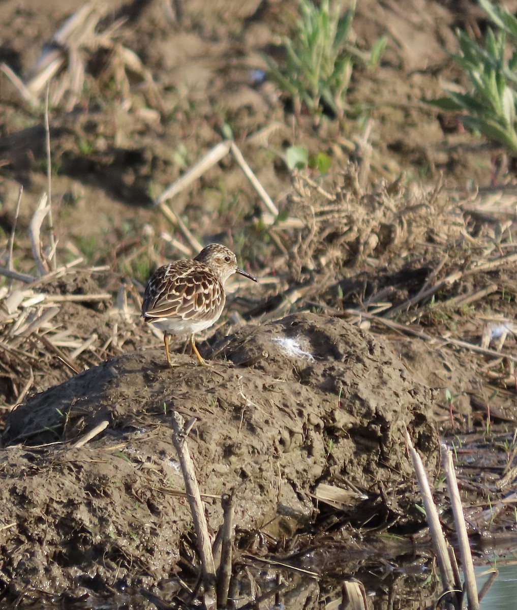 Least Sandpiper - ML618342228