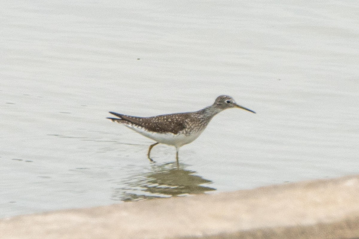 Solitary Sandpiper - ML618342250