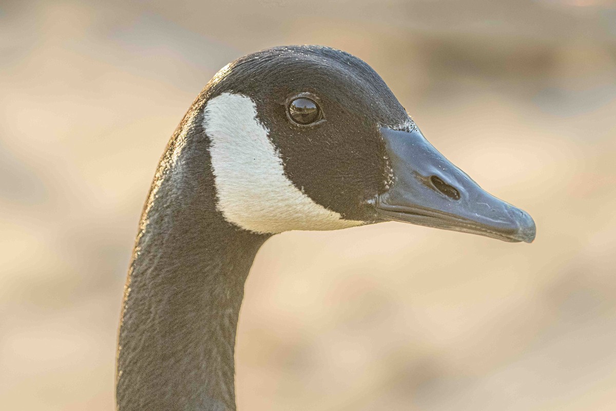 Canada Goose - ML618342286