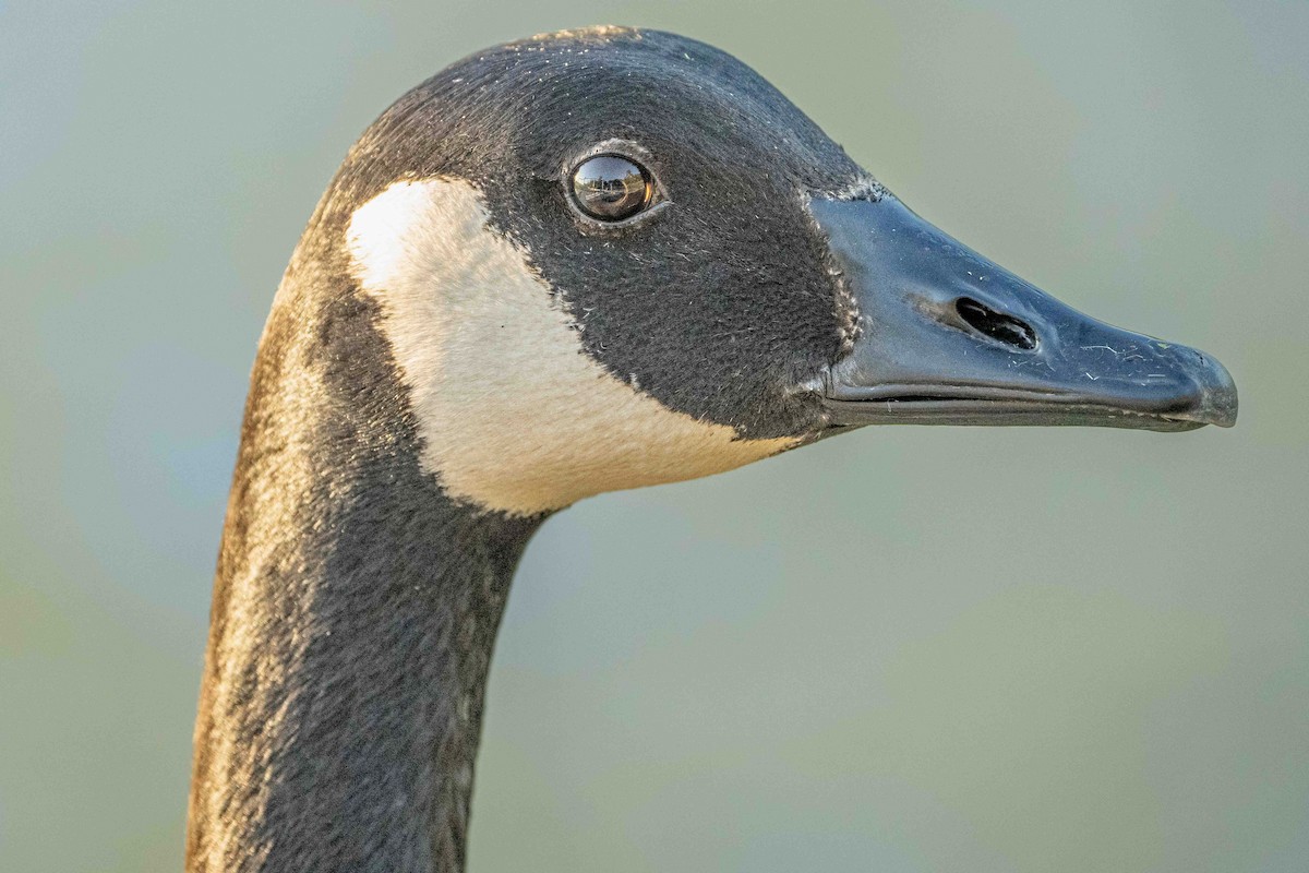 Canada Goose - ML618342287