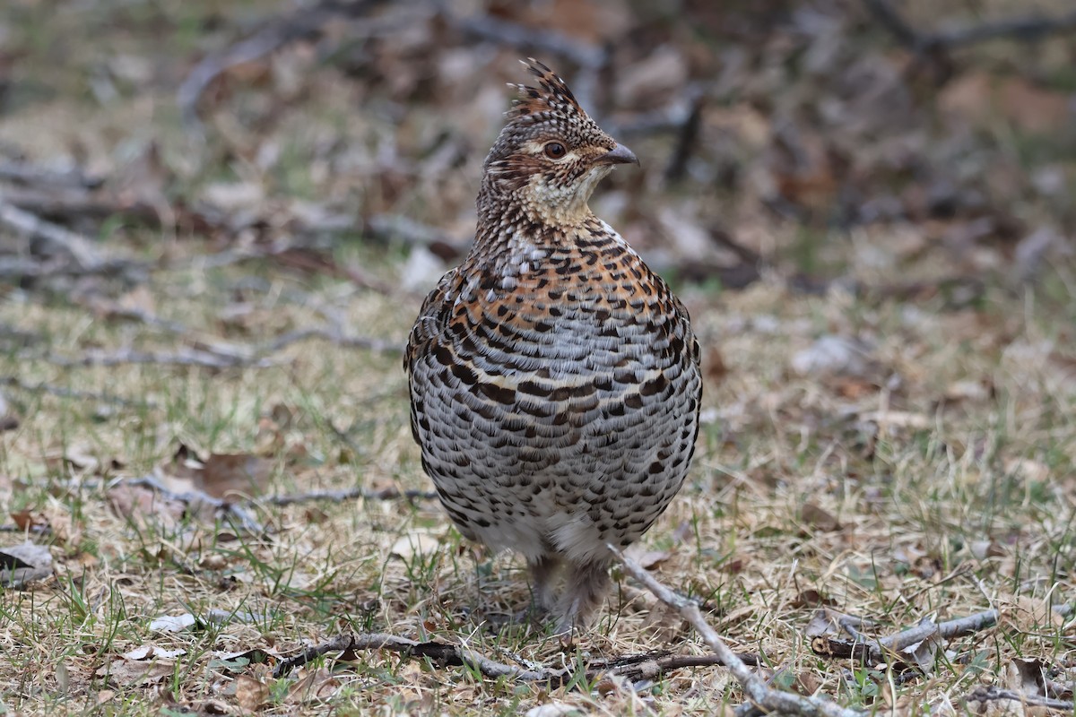 Ruffed Grouse - ML618342289