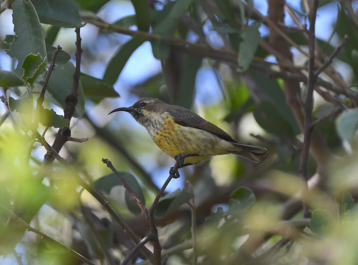 Shelley's Sunbird (Shelley's) - ML618342328