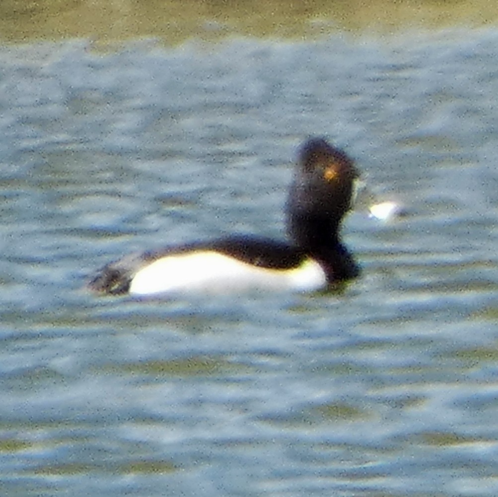 Ring-necked Duck - C Fred Zeillemaker