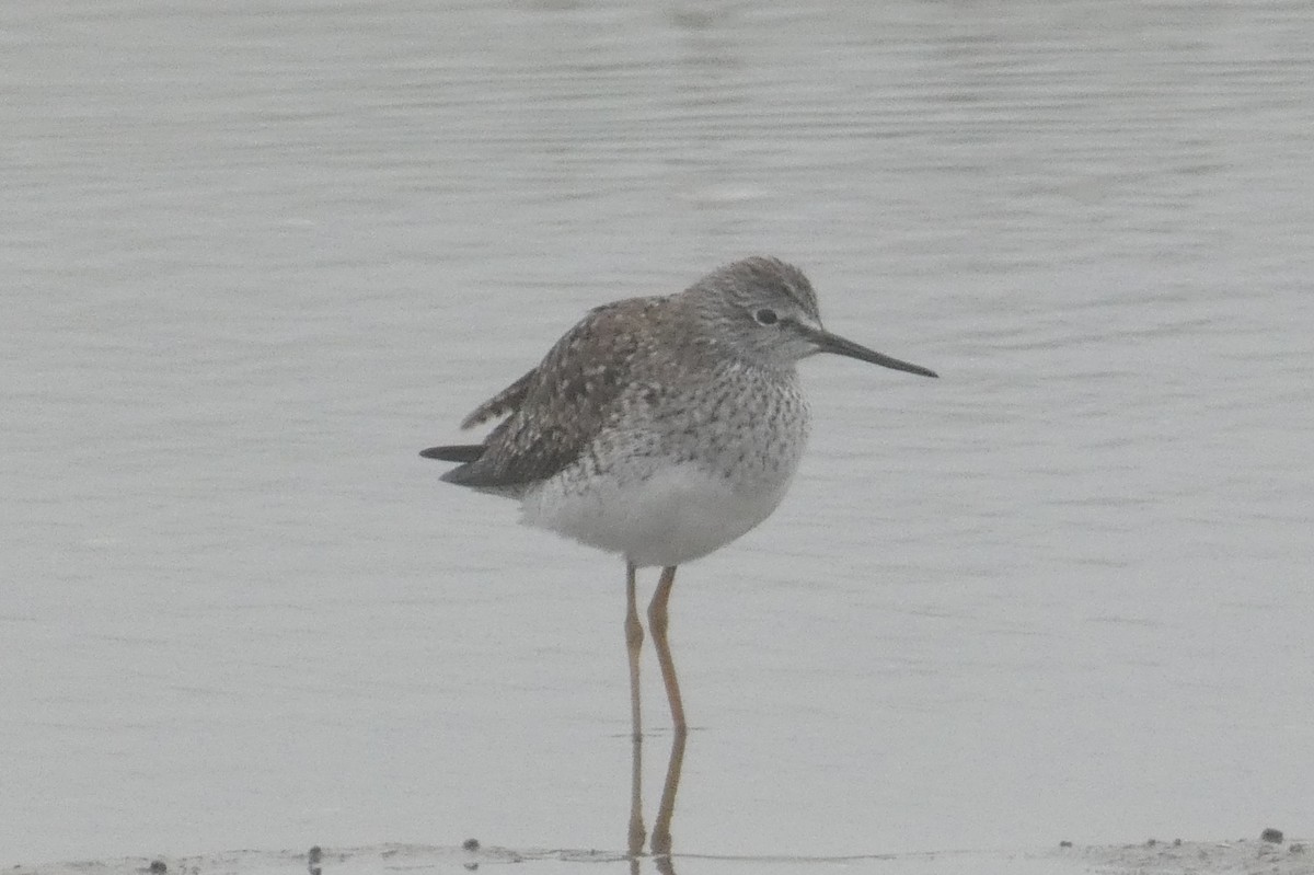 Greater Yellowlegs - ML618342380