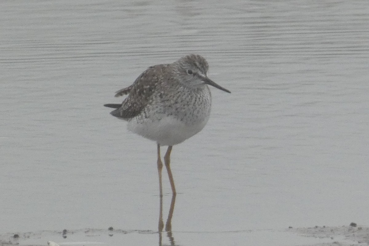 Greater Yellowlegs - ML618342381