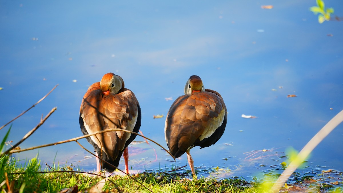 Black-bellied Whistling-Duck - ML618342404