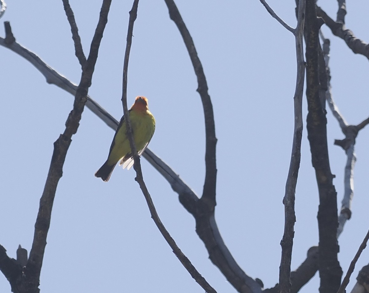 Western Tanager - Bob Foehring