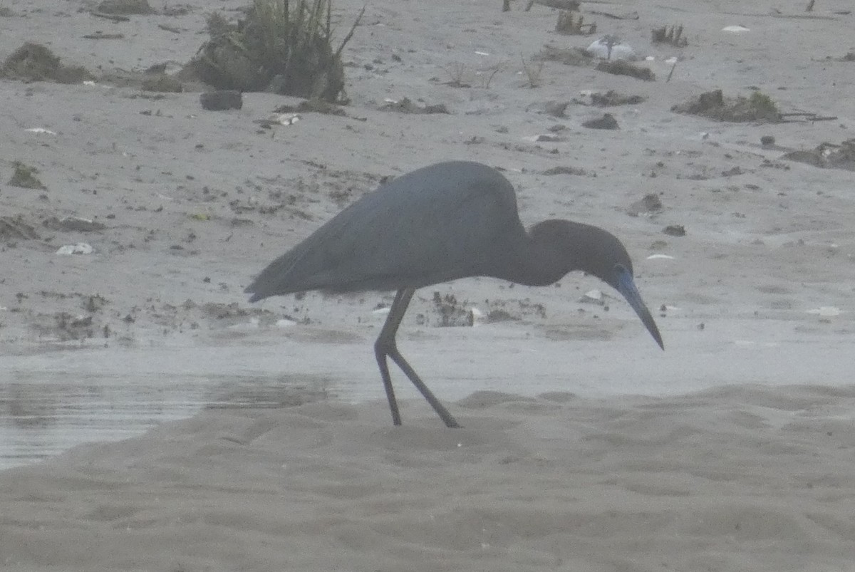 Little Blue Heron - ML618342487