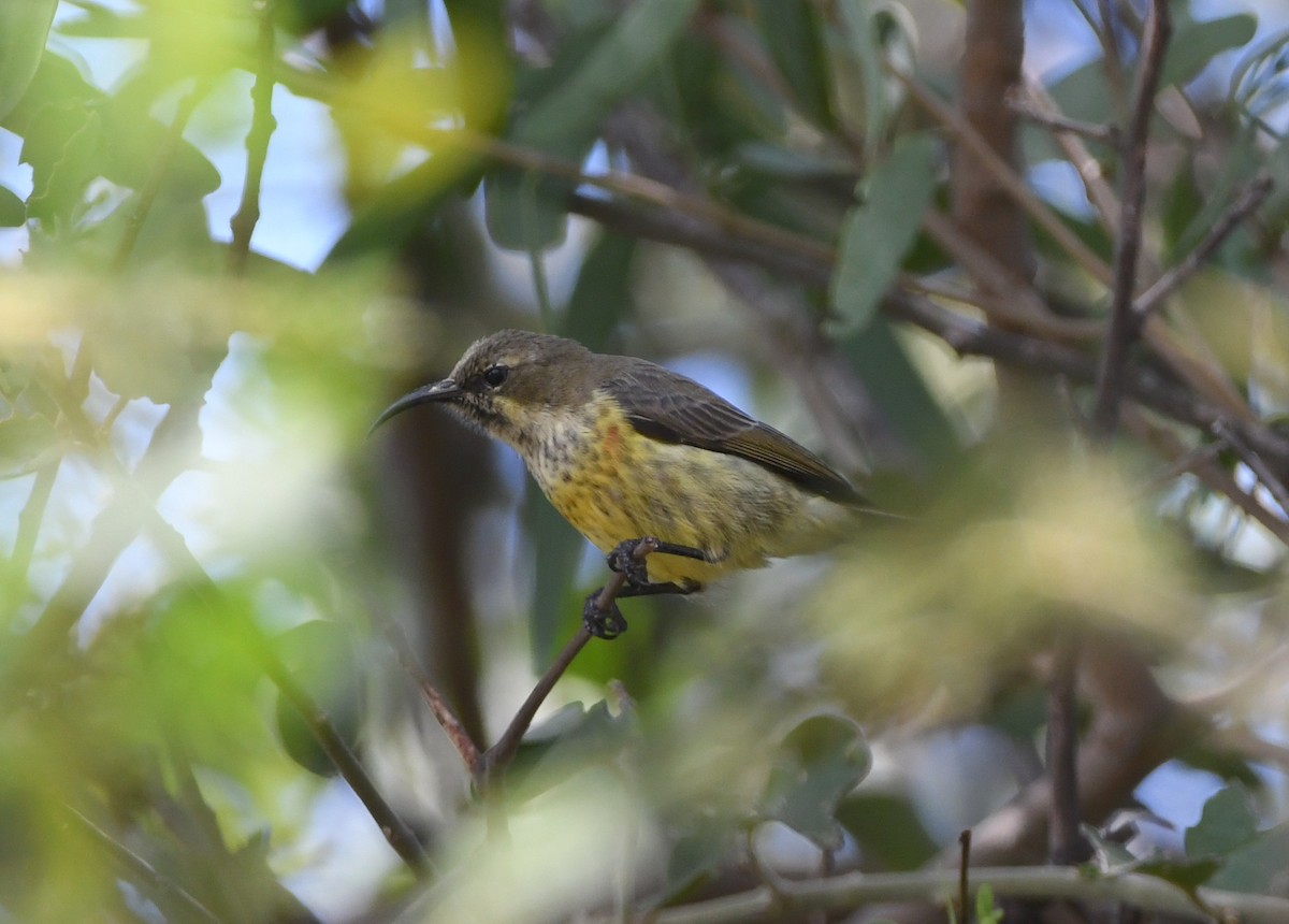 Shelley's Sunbird (Shelley's) - ML618342491