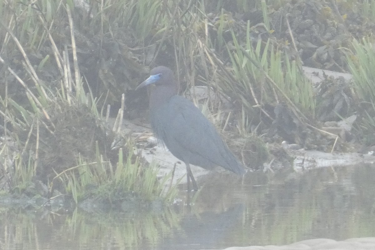 Little Blue Heron - ML618342492