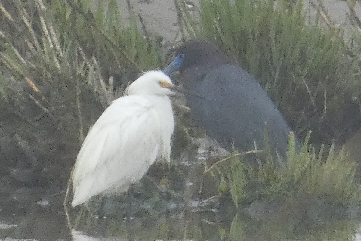 Snowy Egret - ML618342499