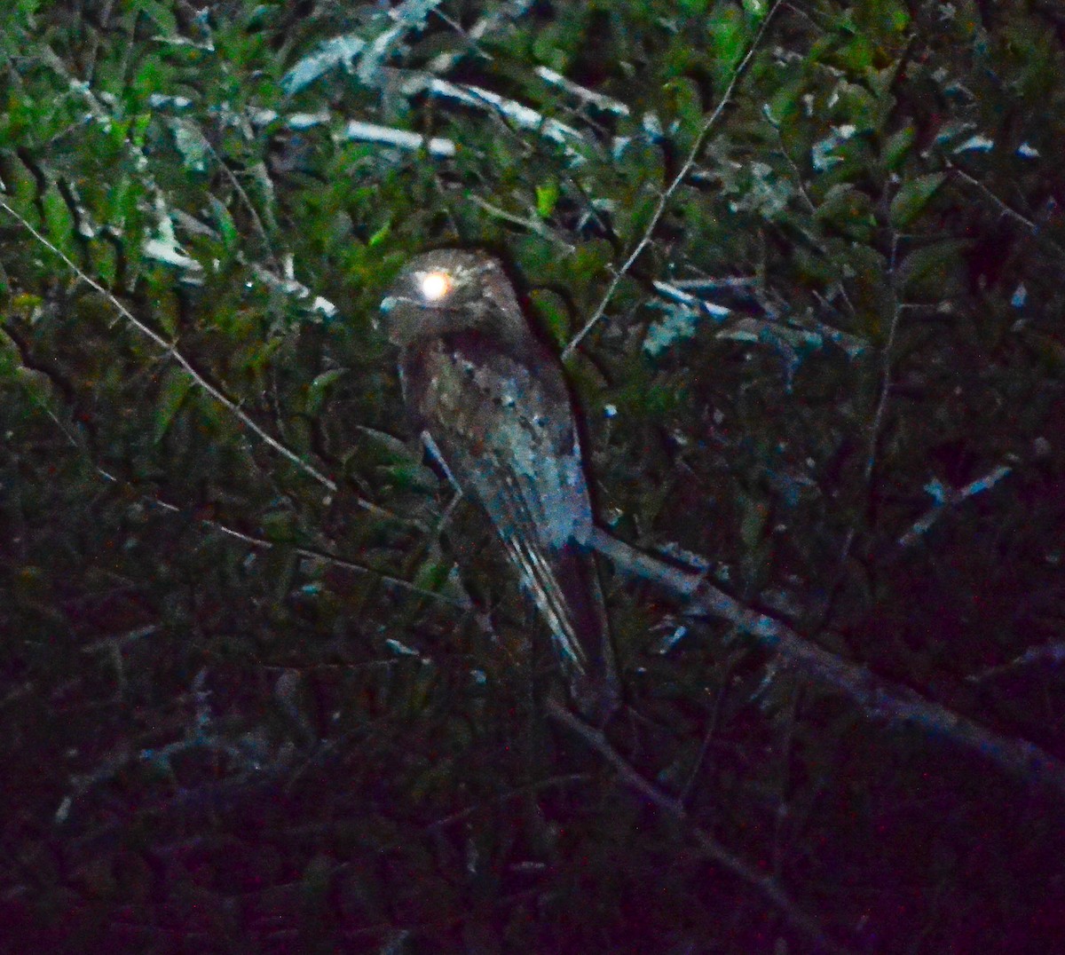 Common Potoo - Oliver Kohler