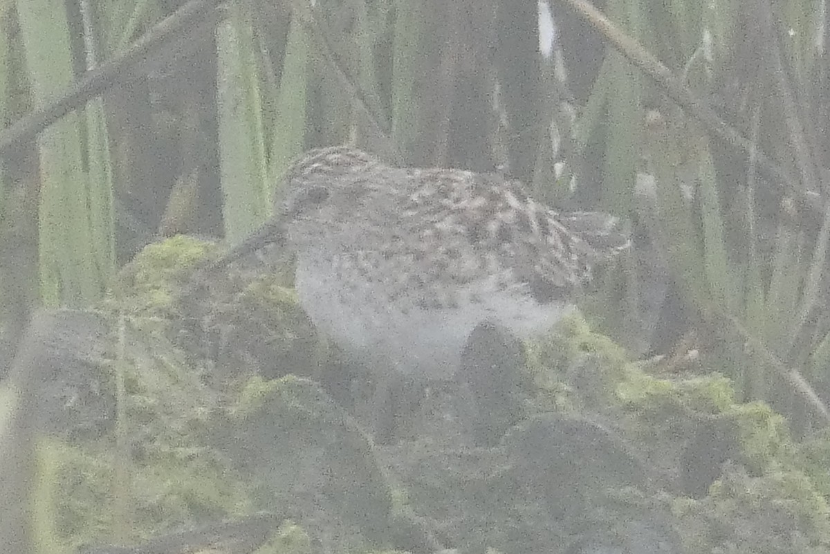 Least Sandpiper - Anonymous