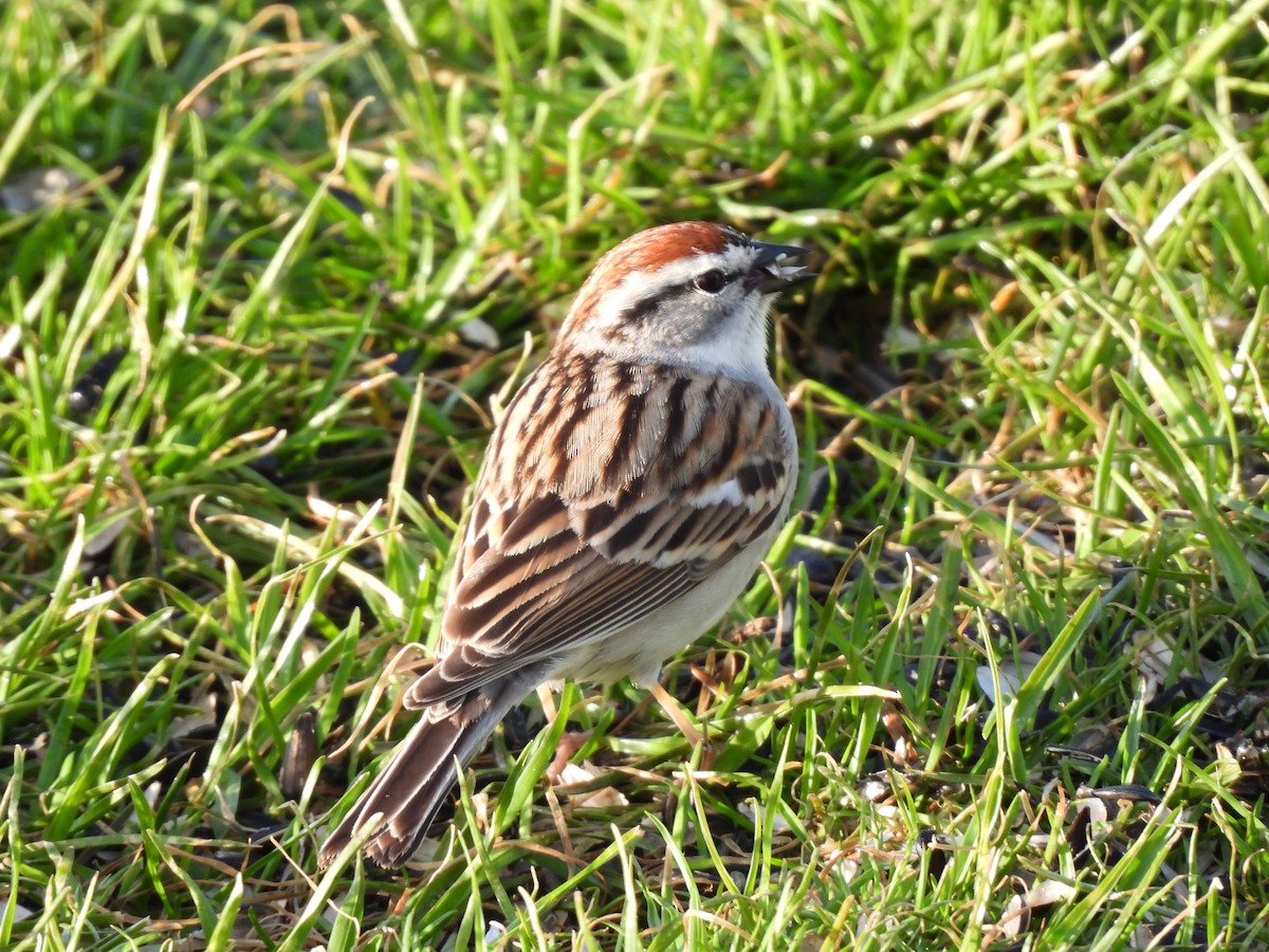 Chipping Sparrow - Rhonda Langelaan