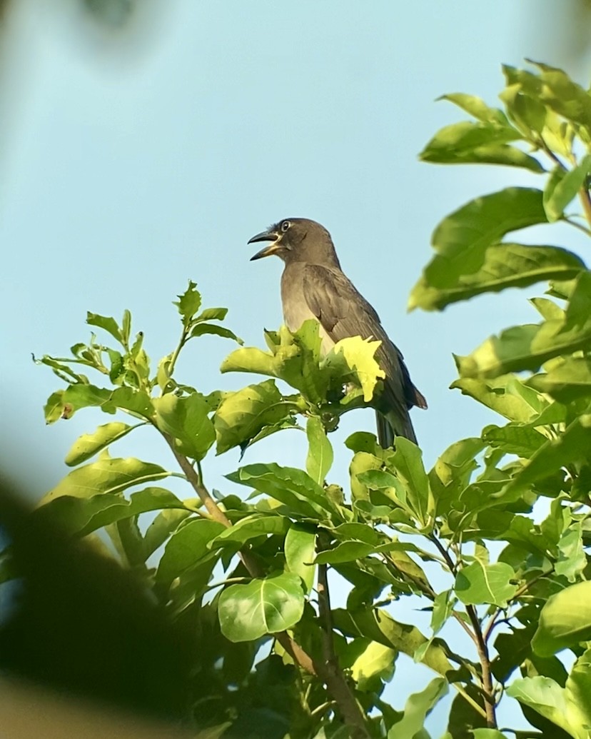 Brown Jay - Danny I. Pérez