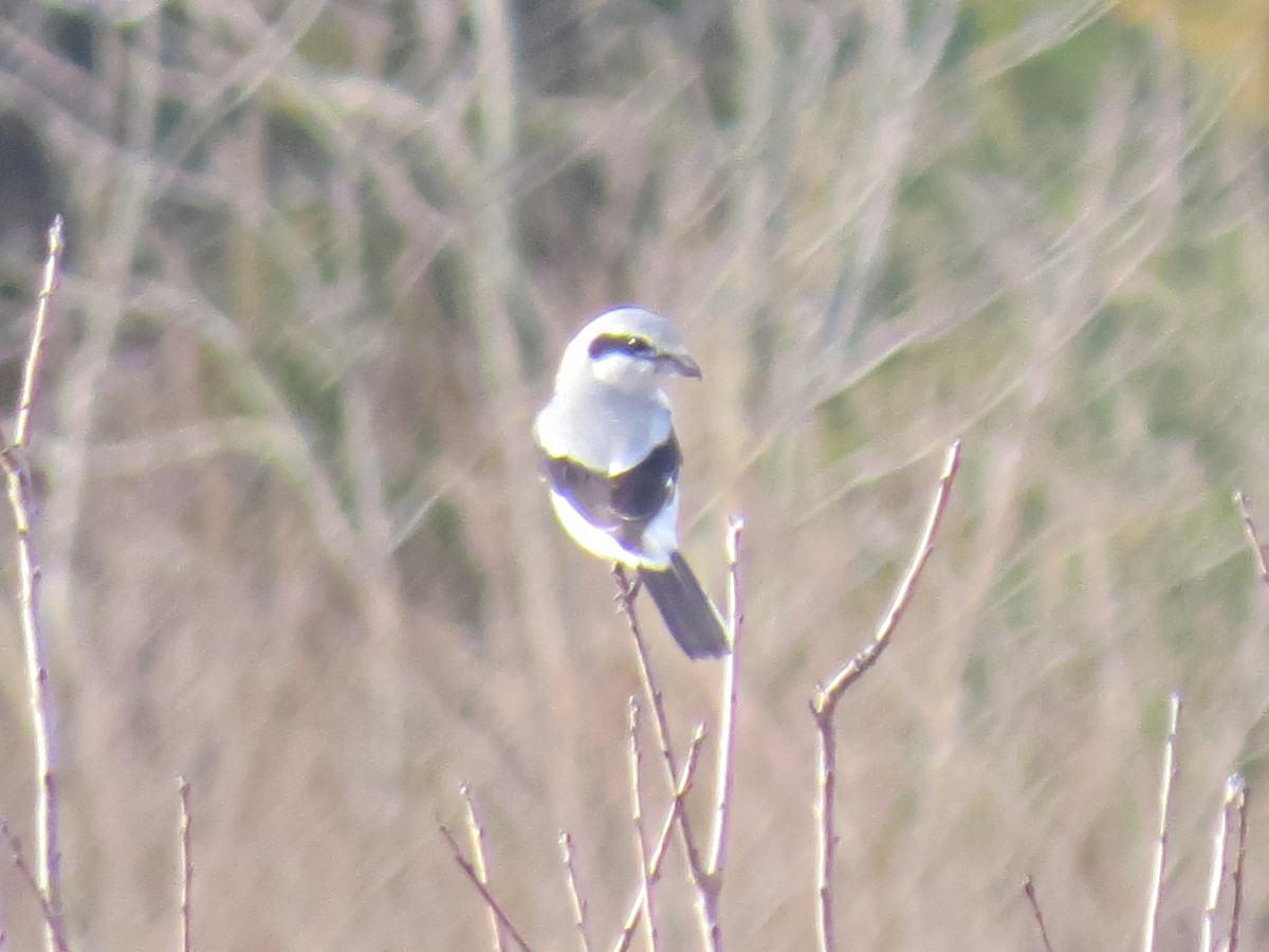 Northern Shrike - ML618342590