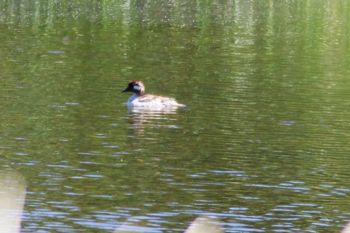 Bufflehead - ML618342596