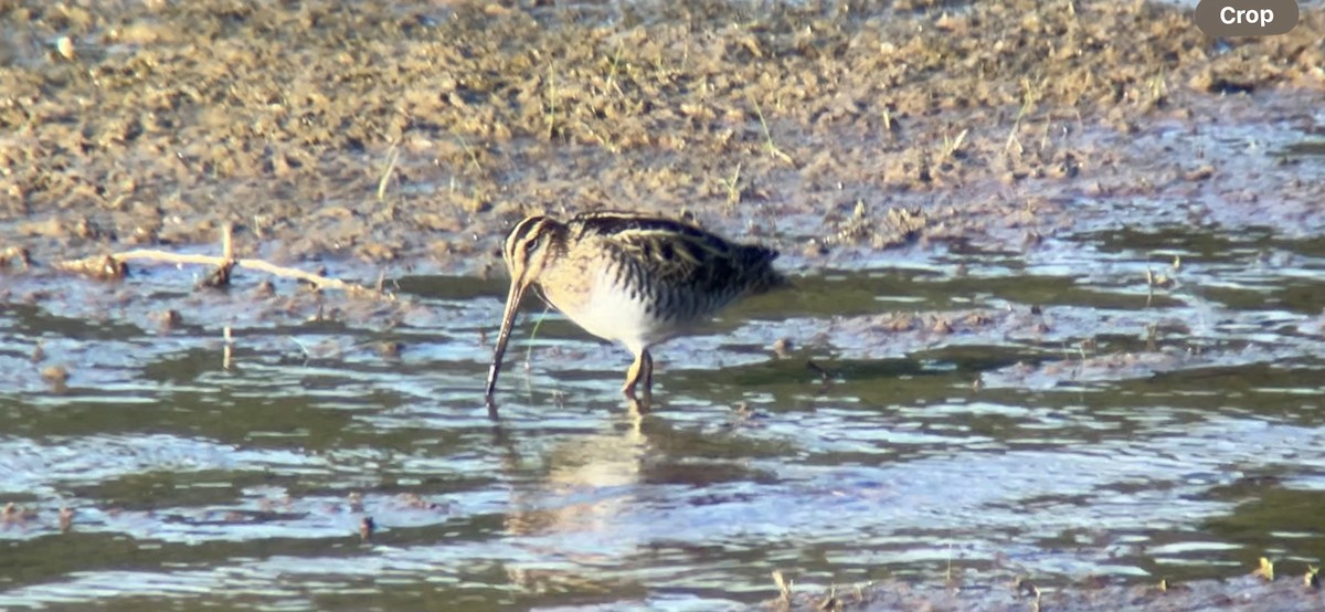 Wilson's Snipe - ML618342600