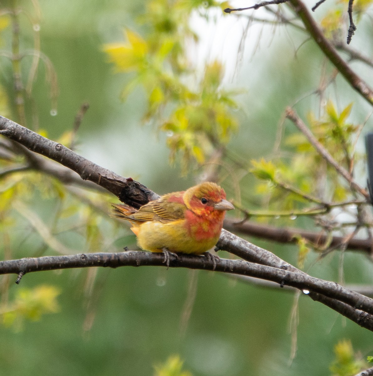 Summer Tanager - ML618342611