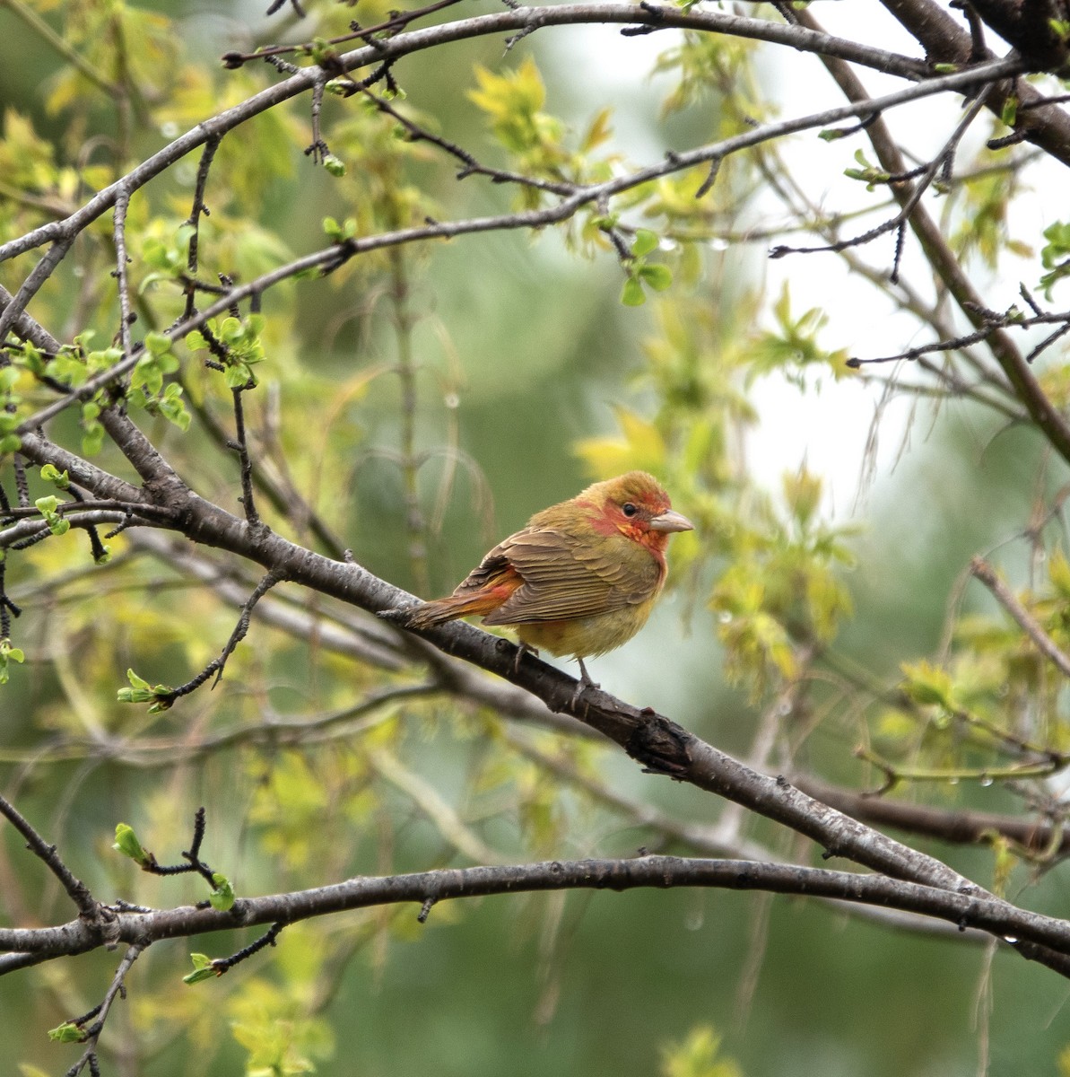 Summer Tanager - Betty Most