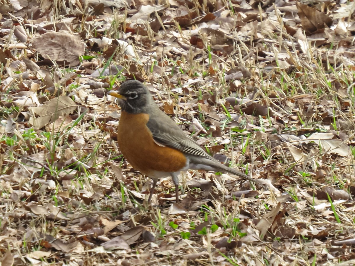 American Robin - ML618342644