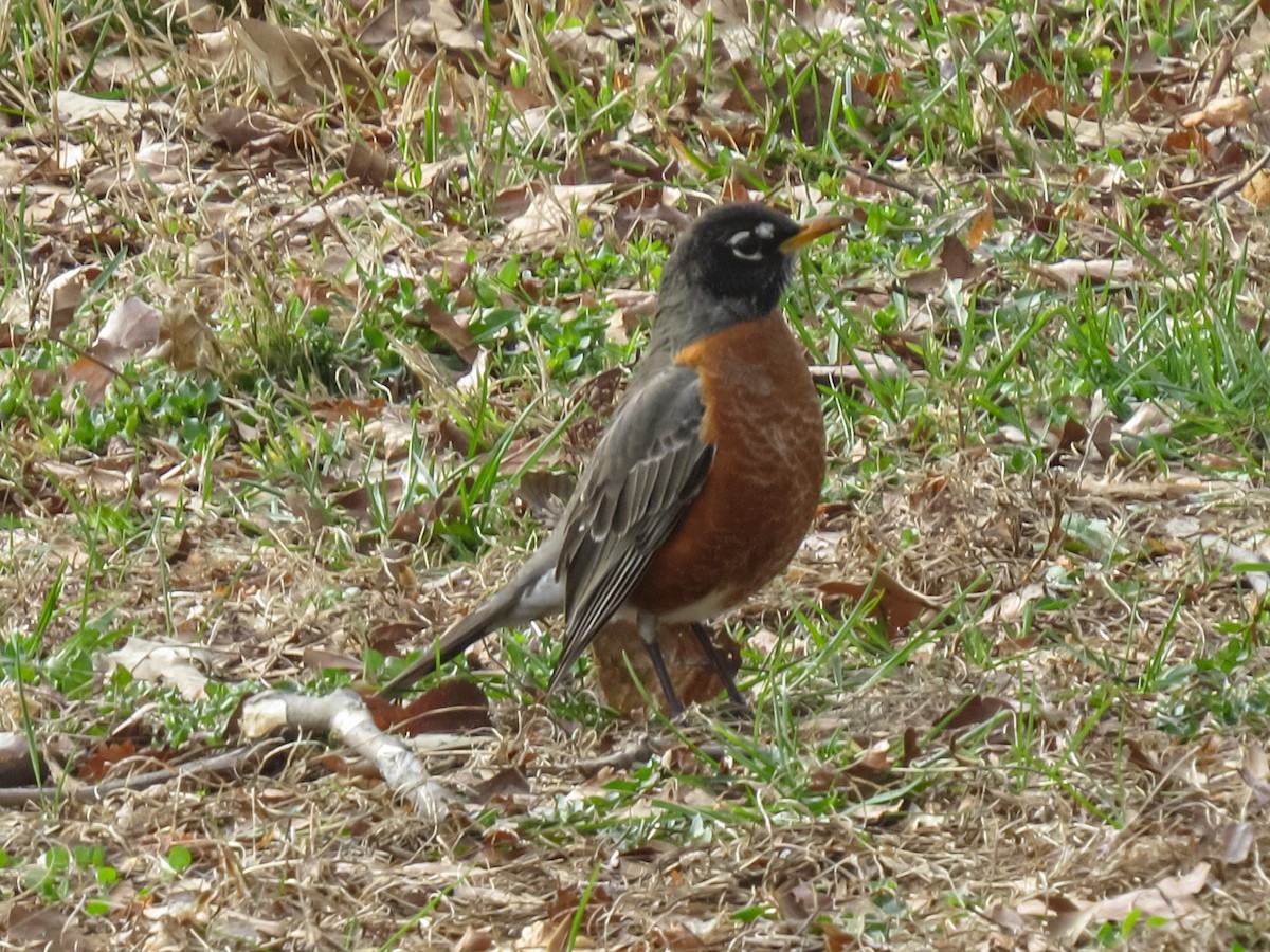 American Robin - ML618342651