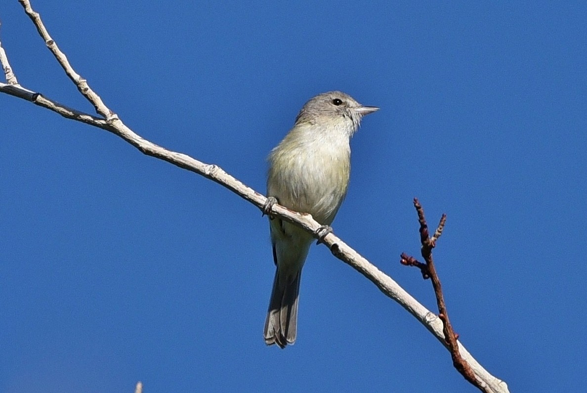 Braunaugenvireo - ML618342661