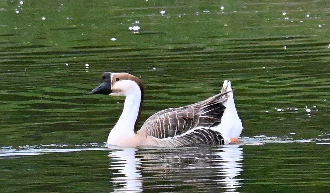 Swan Goose (Domestic type) - Tim Saylor