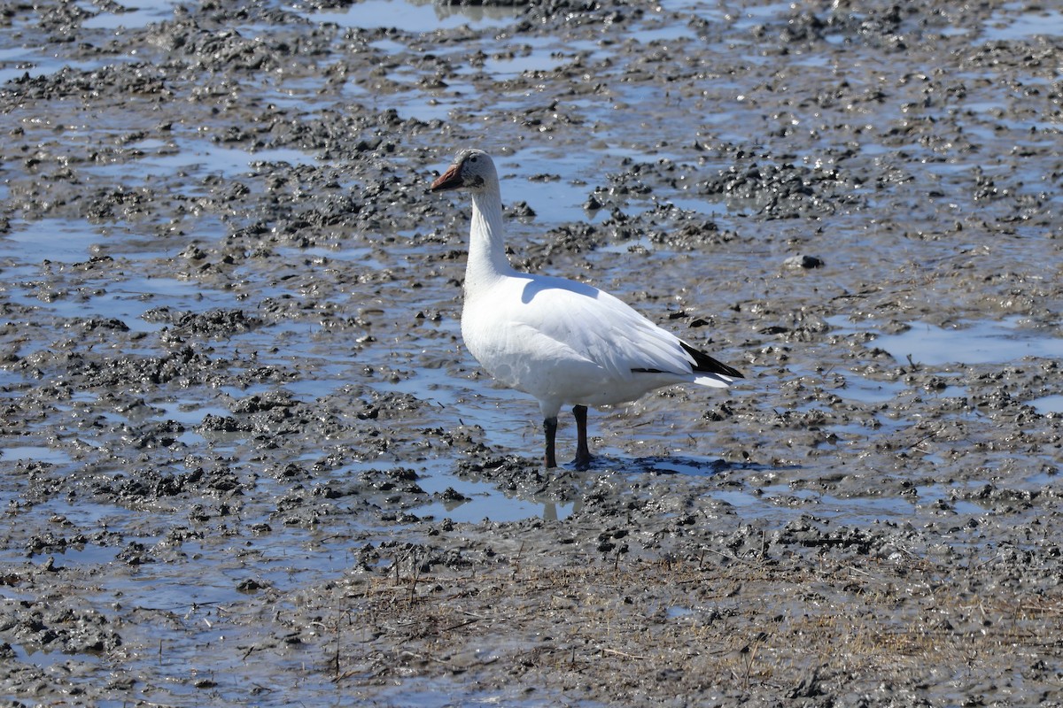 Snow Goose - ML618342671