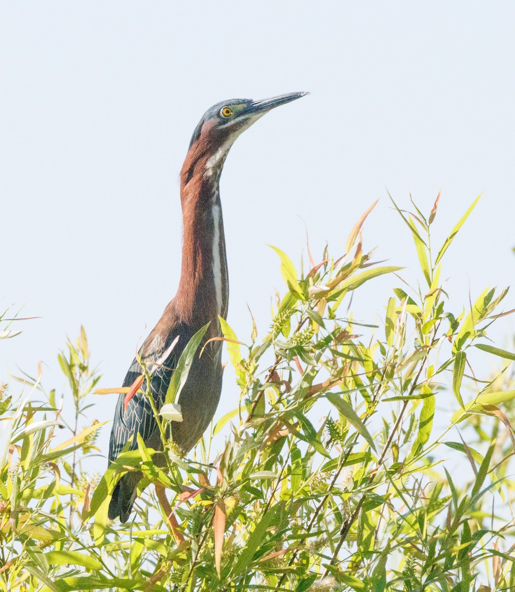 Green Heron - ML618342693