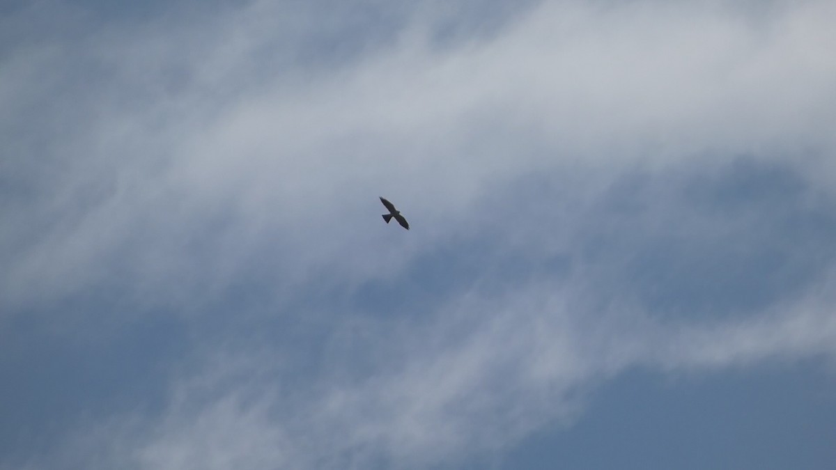 Mississippi Kite - ML618342699