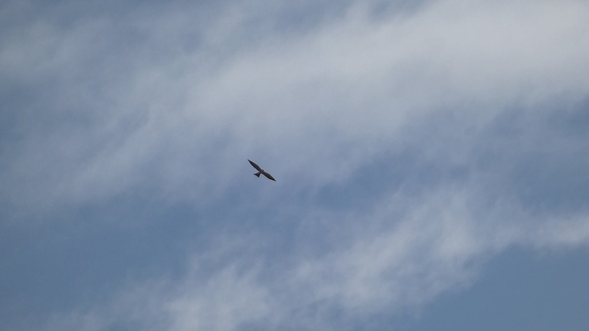 Mississippi Kite - ML618342701