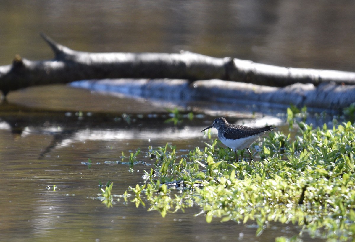 Solitary Sandpiper - ML618342706